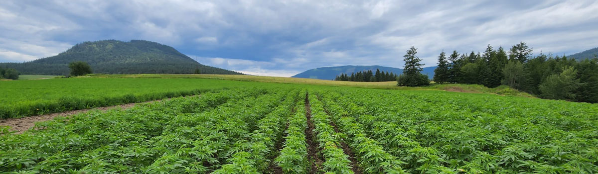 Cannabis Field