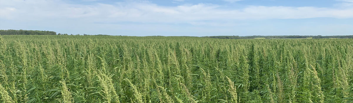 Cannabis Field